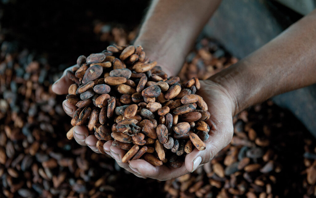 Belcolade kakaobønner som ligger i hendene på en mann. Foto.