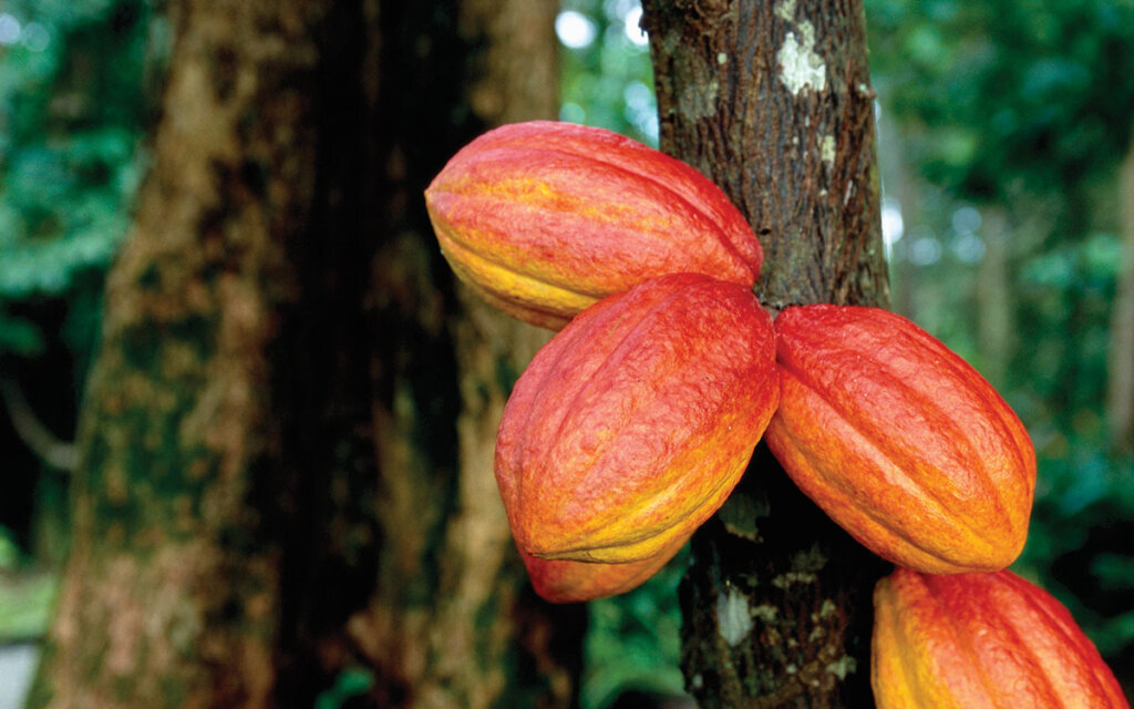 Røde kakaobønner på et kakaotre. Foto.