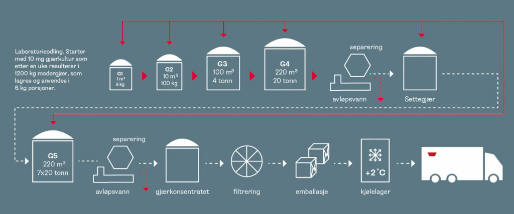 Diagram av gjærproduksjonen.